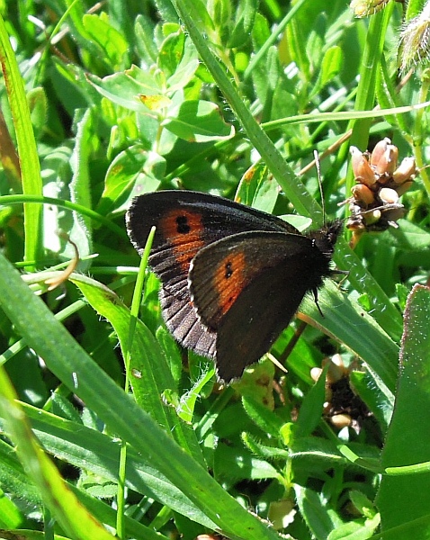 Erebia sp.